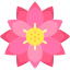 Lotus flower