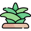 Agave