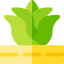 Agave