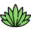Agave