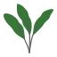 Strelitzia