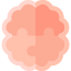 Brain