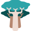 Baobab
