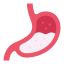 Stomach