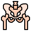 Pelvis