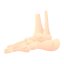 Foot