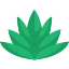 Agave