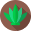 Agave