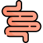 Intestine