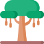 Baobab