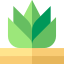 Agave