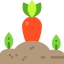 Carrot