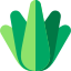 Agave