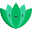 Agave