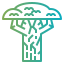 Baobab
