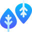 Leaves