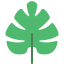 Monstera leaf