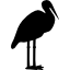 C&ograve;