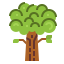 Oak