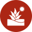 Agave