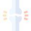 Joint