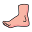 Foot
