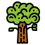 Oak