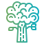 Oak