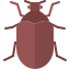 Beetle