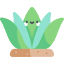 Agave