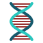Dna