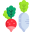 Radish