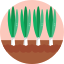 Spring onion