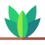 Agave
