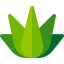 Agave