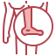Foot