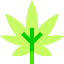 Marijuana