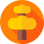 Oak