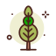 Oak