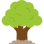 Oak