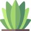 Agave