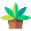 Agave