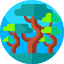 Baobab