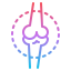 Bone