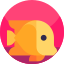 Tropical fish