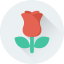 Red rose