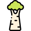 Baobab