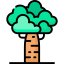 Baobab