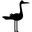 C&ograve;
