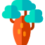 Baobab